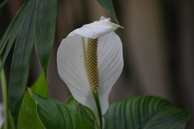 Peace Lily